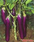 供应茄子种子－紫荣3号茄子