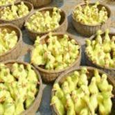供应鹅苗多少钱一只 最新鹅苗价格