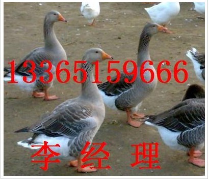  Ӧ5Ѯֶ۸ Ѽ۸ Ʒ۸