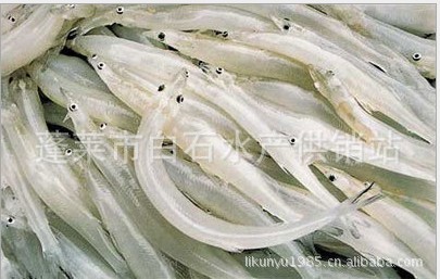  白石水产长期销售长江间银鱼,面条鱼