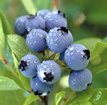  供应蓝莓 南高丛蓝莓  保健蓝莓 延缓衰老 保护眼睛 增强记忆力 水果皇后 水果皇后