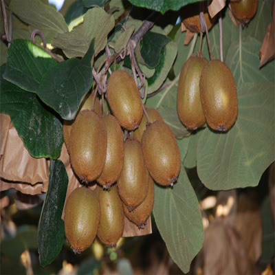  供应金艳猕猴桃 黄金果  维C含量高 国产高端黄金奇异果