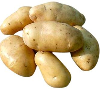 供应荷兰土豆优质马铃薯