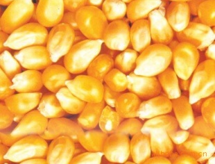诚信求购大量:玉米,大小麦,青饼,次粉，菜粕，黄饼，豆粕