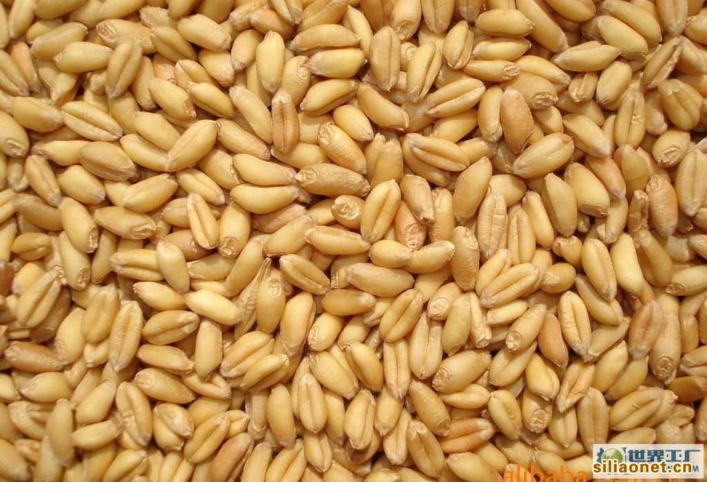 桃鹤饲料求购：大量玉米麸皮小麦大豆菜粕