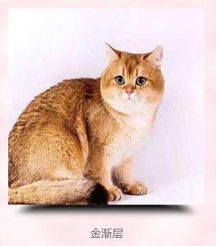 宠物猫北京加菲猫宠物店花多少钱俄罗斯蓝猫