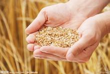  求购玉米高粱糯米小麦荞麦大米碎米