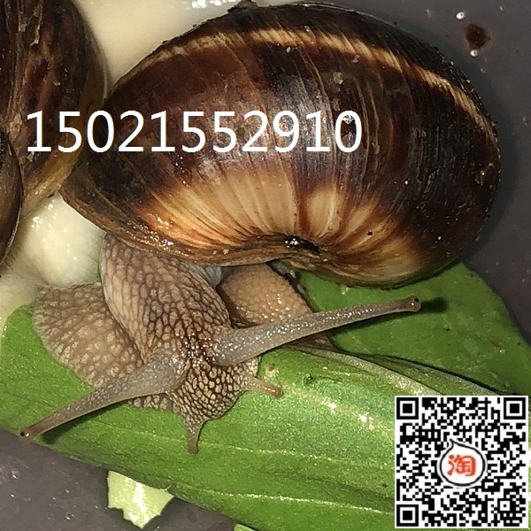 供应光亮大蜗牛/法国蜗牛、白玉蜗牛（蜗牛养殖基地直供）