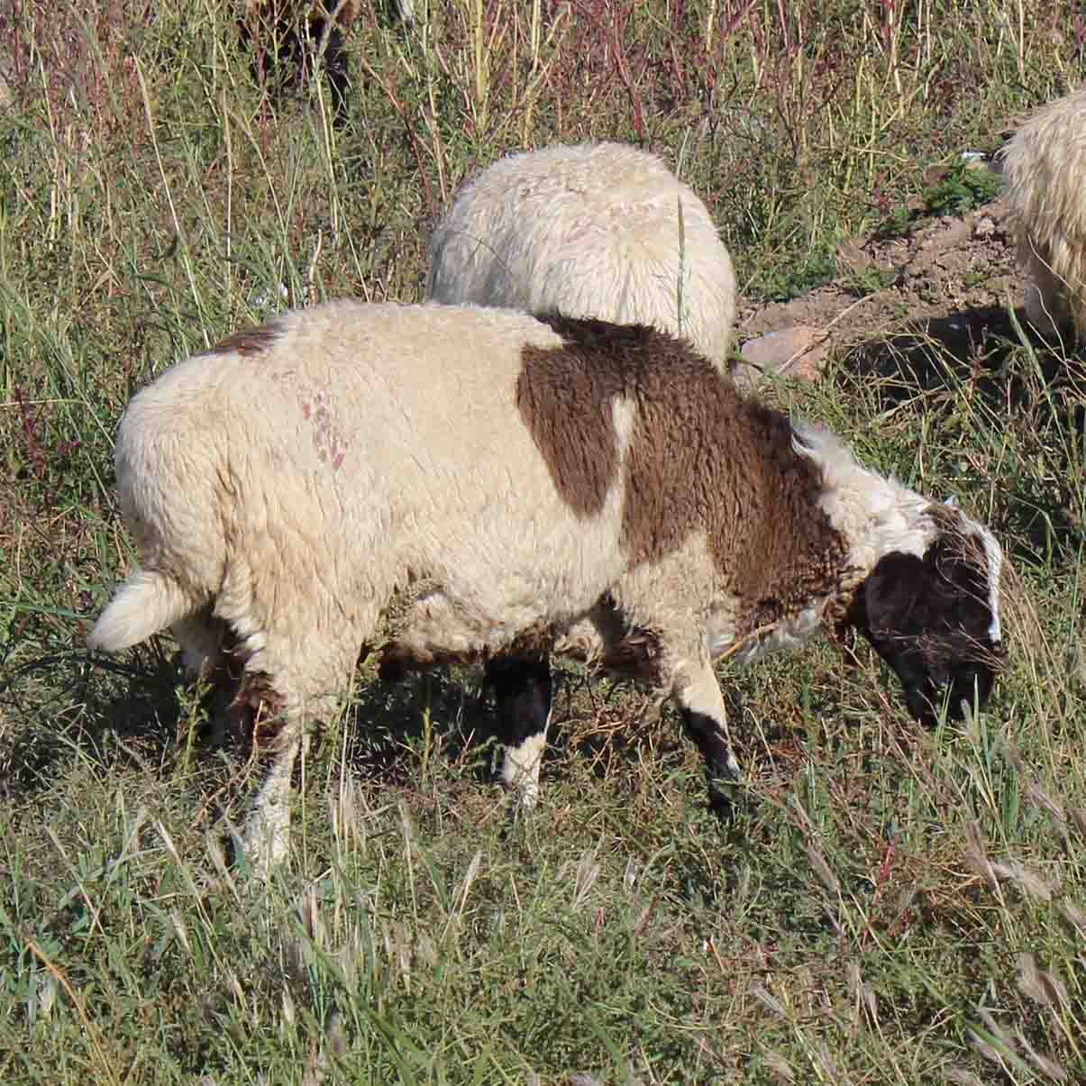  供应羊